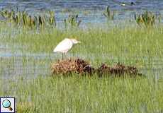 Kuhreiher (Cattle Egret, Bubulcus ibis)