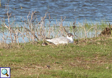 Lachmöwe (Common Black-headed Gull, Chroicocephalus ridibundus)