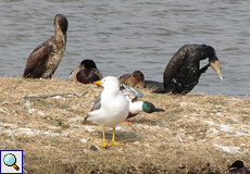 Mittelmeermöwe (Yellow-legged Gull, Larus michahellis)