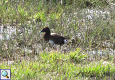 Moorente (Ferruginous Duck, Aythya nyroca)