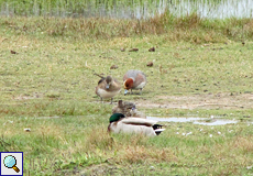 Männliche Pfeifente (Eurasian Wigeon, Mareca penelope)