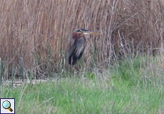 Purpurreiher (Purple Heron, Ardea purpurea purpurea)