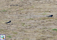 Rauchschwalbe (Barn Swallow, Hirundo rustica rustica)