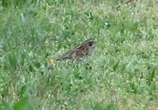 Männliche Rohrammer (Reed Bunting, Emberiza schoeniclus)