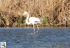 Rosaflamingo (Greater Flamingo, Phoenicopterus roseus)