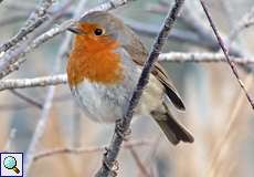 Rotkehlchen (European Robin, Erithacus rubecula)