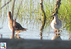 Rotschenkel (Common Redshank, Tringa totanus)