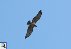 Schlangenadler (Short-toed Eagle, Circaetus gallicus)