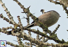 Schwanzmeise (Long-tailed Tit, Aegithalos caudatus)