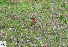 Weibliche Schwarzkehlchen (European Stonechat, Saxicola rubicola)