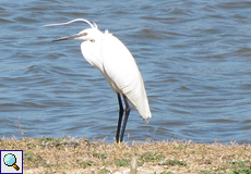 Seidenreiher (Little Egret, Egretta garzetta)