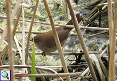 Seidensänger (Cetti's Warbler, Cettia cetti)