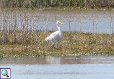 Silberreiher (Great Egret, Egretta alba)