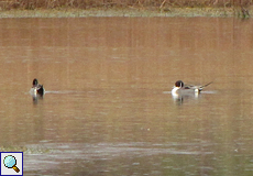 Spießente (Northern Pintail, Anas acuta)