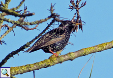 Star (Common Starling, Sturnus vulgaris)