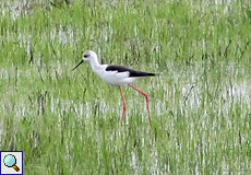 Stelzenläufer (Black-winged Stilt, Himantopus himantopus)