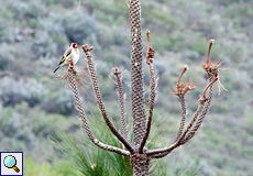 Stieglitz (Eurasian Goldfinch, Carduelis carduelis)