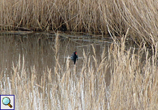 Teichhuhn (Common Moorhen, Gallinula chloropus)