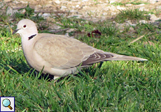 Türkentaube (Collared Dove, Streptopelia decaocto)