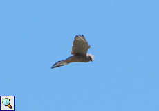 Turmfalke (Kestrel, Falco tinnunculus)