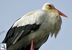 Weißstorch (White Stork, Ciconia ciconia)