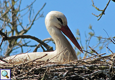 Weißstorch (White Stork, Ciconia ciconia)