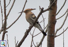 Wiedehopf (Common Hoopoe, Upupa epops epops)