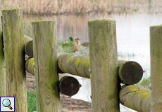 Wiesenpieper (Meadow Pipit, Anthus pratensis)