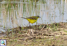 Wiesenschafstelze (Blue-headed Yellow Wagtail, Motacilla flava flava)