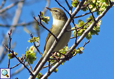 Zilpzalp (Chiffchaff, Phylloscopus collybita)