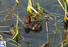 Zwergtaucher (Little Grebe, Tachybaptus ruficollis ruficollis)