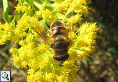 Mistbiene (Eristalis tenax) im NSG Dellbrücker Heide