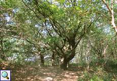 Stieleichen (Quercus robur) am Rande der Dellbrücker Heide