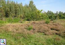 Bereich mit Besenheide (Calluna vulgaris) in der Dellbrücker Heide