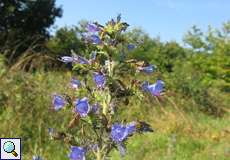 Gewöhnlicher Natternkopf (Echium vulgare) im NSG Dellbrücker Heide