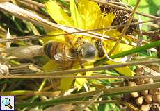 Westliche Honigbiene (Western Honey Bee, Apis mellifera)