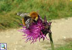 Ackerhummel (Bombus pascuorum) auf Nickender Distel (Carduus nutans) im NSG Dellbrücker Heide