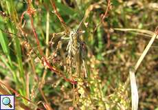 Nachtigall-Grashüpfer (Chorthippus biguttulus) in der Dellbrücker Heide