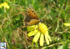 Stark abgeflogener Kleiner Feuerfalter (Lycaena phlaeas) im NSG Dellbrücker Heide