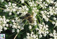 Weibliche Kleine Keilfleckschwebfliege (Eristalis arbustorum) in der Dellbrücker Heide