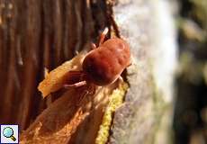 Rote Samtmilbe (Trombidium holosericeum) in der Dellbrücker Heide