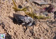 Weidensandbiene (Andrena vaga) in der Dellbrücker Heide