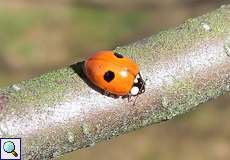 Zweipunkt-Marienkäfer (Adalia bipunctata) in der Dellbrücker Heide