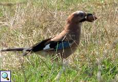 Eichelhäher (Garrulus glandarius) in der Dellbrücker Heide