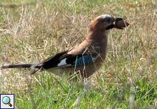 Eichelhäher (Garrulus glandarius) in der Dellbrücker Heide