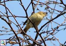 Zilpzalp (Phylloscopus collybita) in der Dellbrücker Heide