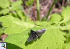 Männlicher Grüner Langfühler (Adela reaumurella) im NSG Dellbrücker Heide