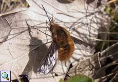 Großer Wollschweber (Bombylius major) im NSG Dellbrücker Heide