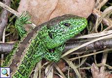 Männliche Zauneidechse (Lacerta agilis) im NSG Dellbrücker Heide