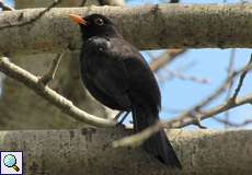 Männliche Amsel (Turdus merula) im NSG Dellbrücker Heide